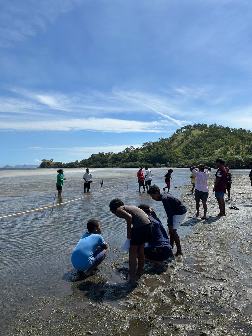 Students surveying the seagrass flats along a transect tape at low tide, with Kohua hill behind