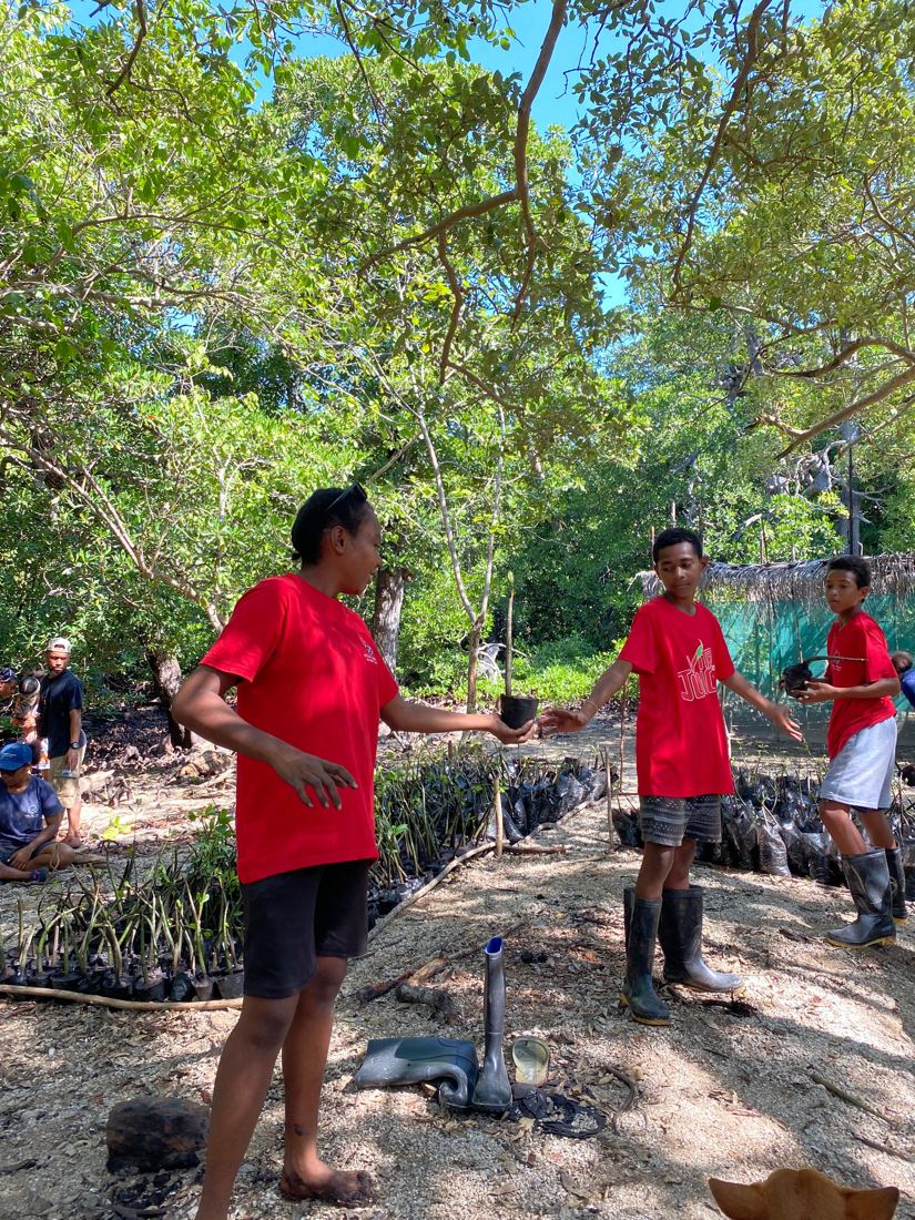 EcoRangers in red shirts passing potted mangrove seedlings in the Kohua nursery