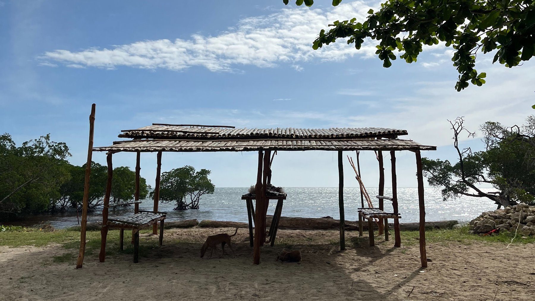 A bush-material shelter on the sand at Kohua Beach, with mangroves and the sea behind