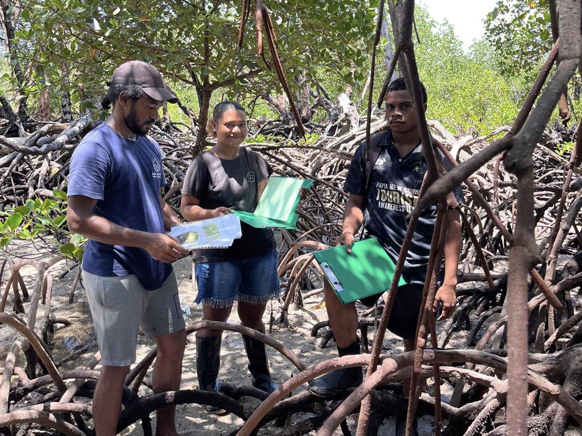 Three team members with clipboards and ID sheets among the mangrove roots