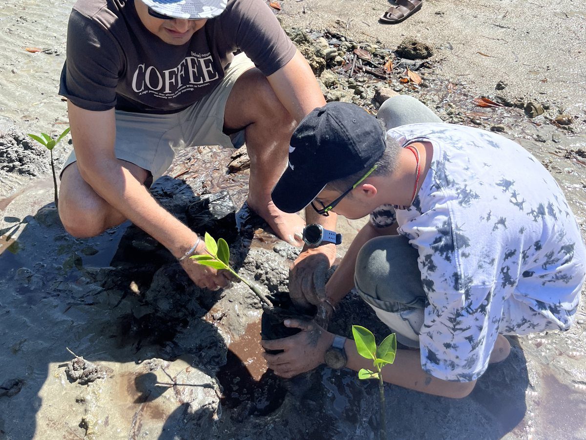 Two visitors planting a mangrove seedling in the mud at Kohua
